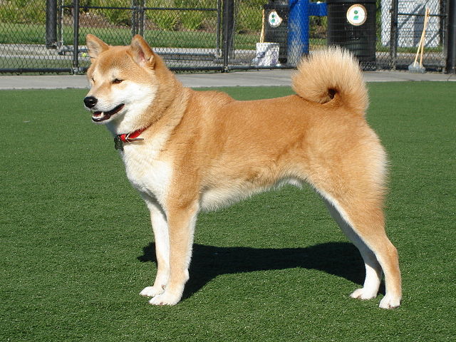 Трёхлетний Red Shiba Inu. Источник фото: en.wikipedia.org.